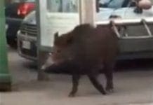 Genova, moto contro cinghiale all’alba, grave motociclista Cinghiali strada Genova