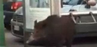 Cinghiale attraversa la strada a Staglieno e provoca incidente Cinghiali strada Genova