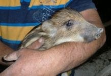 Molassana – Uomo “pesca” cinghialetti nel Bisagno e li uccide a calci