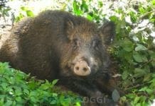 Peste suina, Coldiretti: servono abbattimenti di cinghiali fuori dalla zona rossa cinghiale