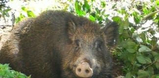 Incidente con un cinghiale a Rovegno, paga Regione Liguria cinghiale