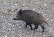 Cinghiali nel Bisagno, Regione Liguria conferma piano di abbattimenti anti Peste suina cinghiale