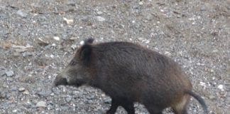 Cinghiali nel Bisagno, Regione Liguria conferma piano di abbattimenti anti Peste suina cinghiale