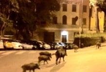 Genova, cinghiali a spasso per la città altra nottata di segnalazioni Cinghiali a Castelletto