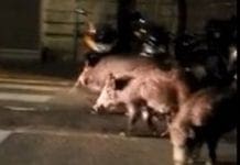 Genova, cinghiali in corso Gastaldi anche la sera Cinghiali piazza Martinez