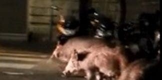 Genova, cinghiali a spasso per strada tra San Fruttuoso e Albaro Cinghiali piazza Martinez