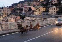Genova – Cinghiali sulla rampa dell’Autostrada di Nervi provocano incidente