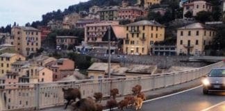 Genova – Cinghiali sulla rampa dell’Autostrada di Nervi provocano incidente