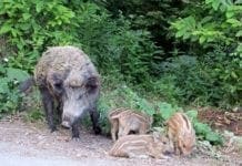Peste Suina, Coldiretti: accelerare sugli abbattimenti fuori dalla zona rossa