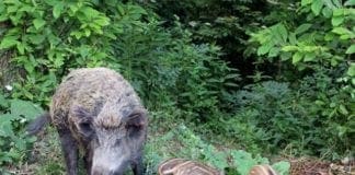 Peste suina, altri cinque casi accertati al confine con il Piemonte