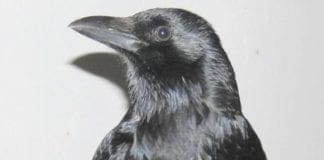 Loano – Corvo domestico salvato dall’Enpa
