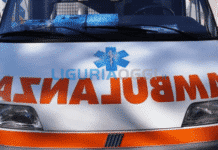 Arcola, scontro moto-capriolo: ferito il centauro, morto l’animale ambulanza