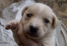 Cuccioli di cane gettati nella spazzatura a Nervi, salvati dalla Croce Gialla cucciolo cane