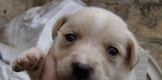 Cane ucciso di botte a Quezzi, oggi l’esposto in Tribunale cucciolo cane