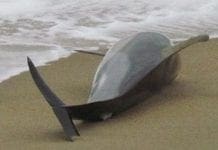 Stenella spiaggiata a San Michele di Pagana