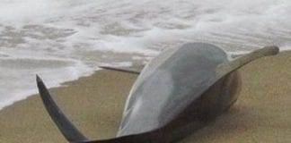 Rapallo, delfino morto sulla spiaggia, verrà esaminato