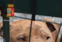 Cane morsicatore seriale libero per strada, denunciato il padrone, ora rischia il sequestro pittbull