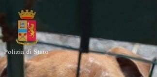 Cani senza guinzaglio, controlli a raffica nei prossimi giorni pittbull