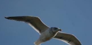 Savona – Gabbiano rimane bloccato in un cavedio, salvato dai Vigili del Fuoco