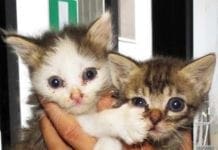 Genova, abbandona 9 gatti in casa, denunciata per maltrattamenti gattini