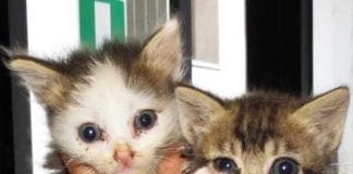 Savona – Raccolta di cibo per gli animali abbandonati al Gabbiano gattini