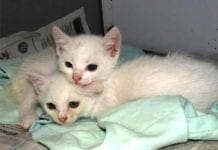 Il Sindaco Bucci e i gattini annegati, social scatenati e divisi tra “pro” e “contro”