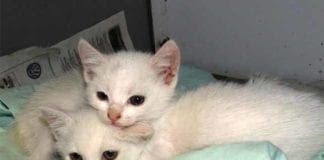 Il Sindaco Bucci e i gattini annegati, social scatenati e divisi tra “pro” e “contro”