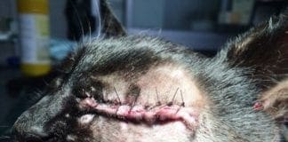 Gatti presi a fucilate nel Savonese