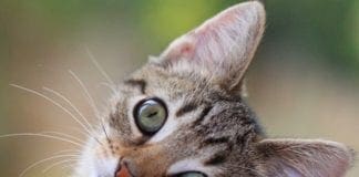 Quezzi, lanciano gatto dal terzo piano: denunciati tre giovani Gatto