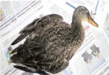 Quezzi – Investe due germani reali con l’auto e fugge via