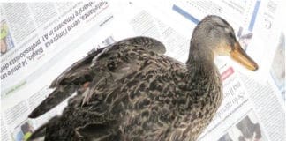 Quezzi – Investe due germani reali con l’auto e fugge via