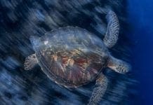 Mar Ligure – Tornano le sentinelle del Mare