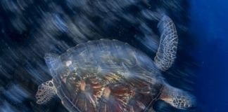 Genova – Guardia Costiera salva una tartaruga Caretta Caretta