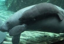 Acquario di Genova – Morto il cucciolo di lamantino nato ad agosto