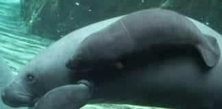 Acquario di Genova – Morto il cucciolo di lamantino nato ad agosto