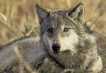 Lupo travolto sull’Autostrada A7 Genova – Milano