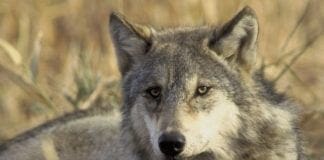 Lupo travolto sull’Autostrada A7 Genova – Milano