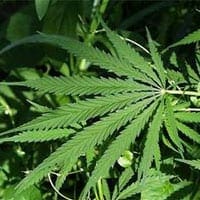marijuana, cannabis, Liguria