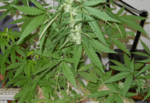 Stella, nasconde piante di marijuana nel bagno, arrestato