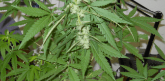 Coltiva marijuana nel terreno del suo Bed&Breakfast di Zoagli