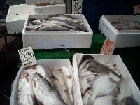Mercato del Pesce a Ca de Pitta – Ancora proteste e sciopero dei commercianti