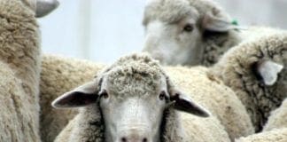 Aurelia Bis bloccata tra Alassio e Albenga per un gregge di pecore