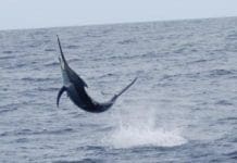 Pescespada si arena sulla spiaggia di Laigueglia