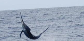 Pescespada si arena sulla spiaggia di Laigueglia