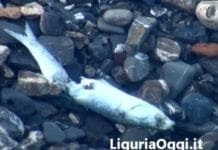 Voltri, moria di pesci sulla spiaggia: ipotesi inquinamento o siccità inquinamento, pesce morto