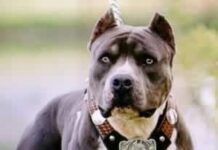 Genova, ancora un cane sbranato da un pitbull libero