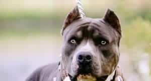 Savona – Azzannato al volto dal suo cane, grave un 55enne