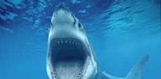 Squalo a Bordighera, il video è un fake squalo