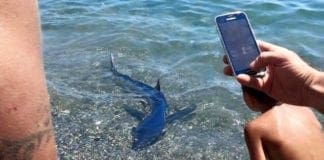 Squalo nuota tra i bagnanti all’Isola Palmaria squalo a Pegli