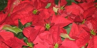 Stelle di Natale (Euphorbia Pulcherrima) pericolose per la salute